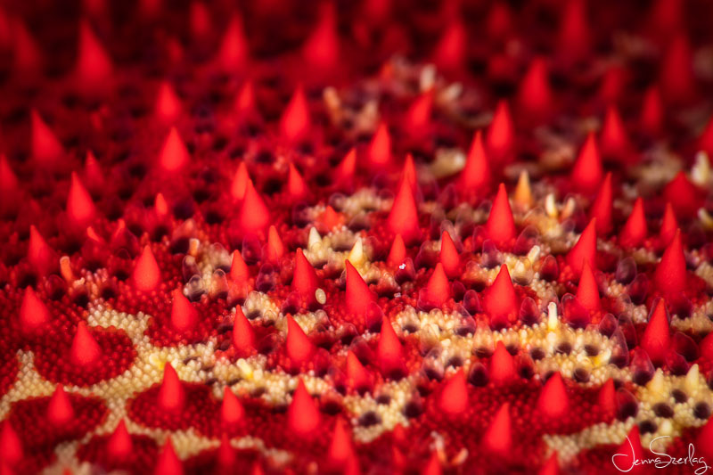 Closeup Texture of a Sea Star. Molokini, HI Canon 5DSr 100mm EF f/2.8L Macro Lens Dual Sea & Sea YSD2j Strobes