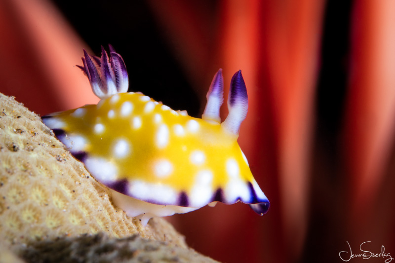 Macro image of a tiny Trembling Nudibranch. Maui, Hawaii