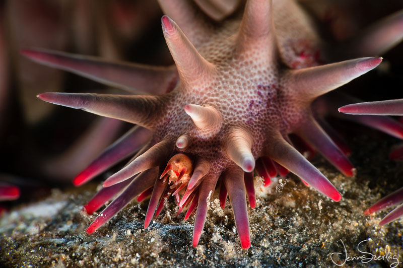 Crown of Thorns. Nikon D780 f/36, 1/200, ISO 100 Photo by Jenna Szerlag