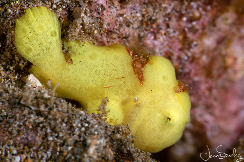 Juvenile Commerson's Frogfish. Nikon D780, 105mm Lens, f/36, 1/200, ISO 100 Photo by Jenna Szerlag