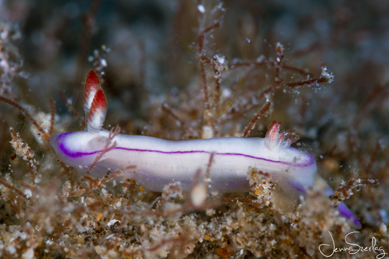 12mm long Danielle's Nudibranch, Nikon D780, 105mm Lens with Nauticam SMC-1 Close Up Lens Photo by Jenna Szerlag 