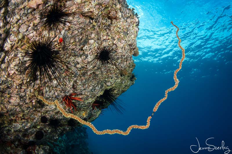 Wide shot of wire coral in Maui, Hawaii with D780, 8-15mm Fisheye Lens, f/11, 1/125, ISO 200 Photo by Jenna Szerlag