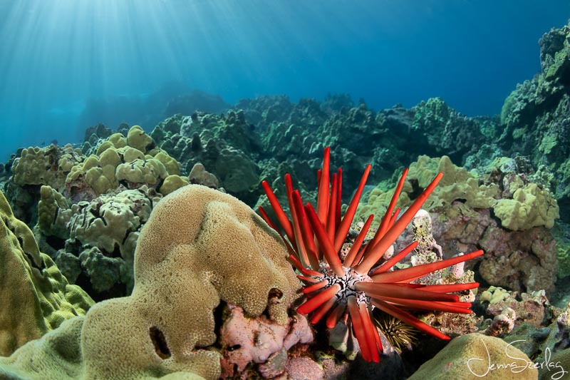 Red Pencil Urchin. Nikon D780, 8-15mm Lens, f/11, 1/160, ISO 200 Photo by Jenna Szerlag