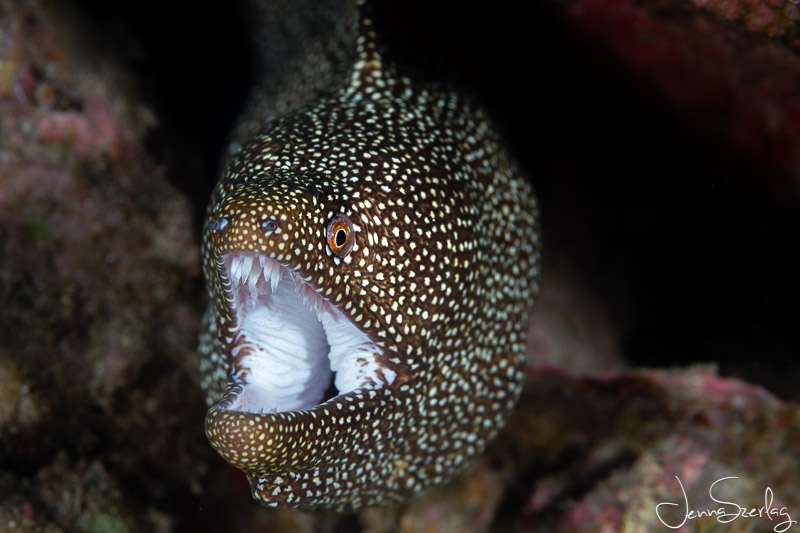 White Mouth Moray Eel. Nikon D780 f/10, 1/160, ISO 200 Photo by Jenna Szerlag