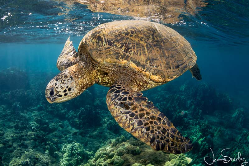 Hawaiian Green Sea Turtle. Nikon D780 f/13, 1/125, ISO 200 Photo by Jenna Szerlag