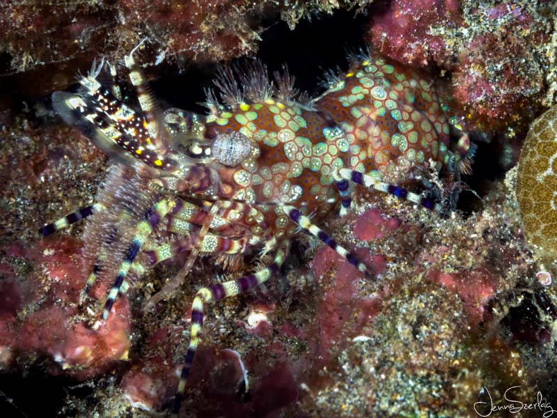 Marbled Shrimp Maui, Hawaii OM-D EM-5 MKIII with 60mm Macro Lens, Ikelite Housing, Dual Ikelite Strobes