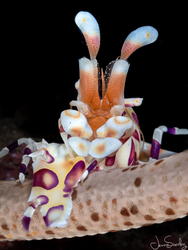 Harlequin Shrimp Maui, Hawaii.  f/18, 1/200, ISO 200  Olympus 60mm f/2.8 Macro Lens, Ikelite Housing with dual Ikelite Strobes 