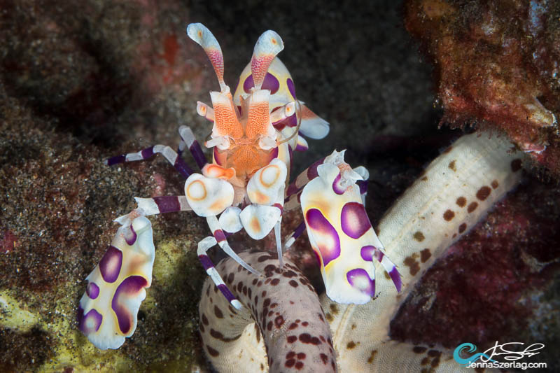 Harlequin Shrimp lifting a Linckia starfish Maui, HI 100mm Lens, ISO 100, 1/200, f/29