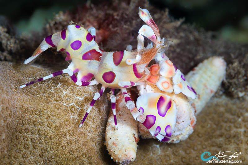 Harlequin Shrimp feeding on Linckia starfish Maui, HI Photo Jenna Szerlag