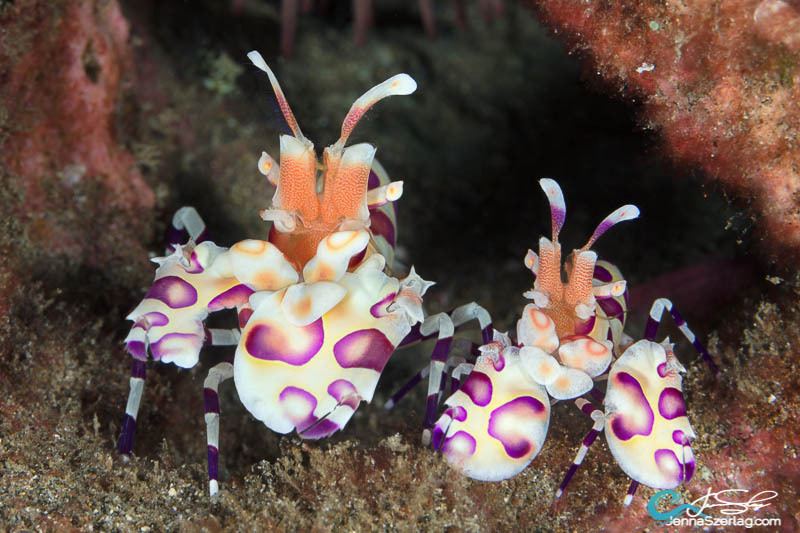 A pair of Harlequin Shrimp in Maui, HI 100mm Lens,  1/200, f/20, ISO100