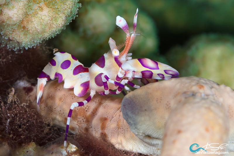 Harlequin Shrimp sitting on Linckia starfish Maui, HI Photo Jenna Szerlag