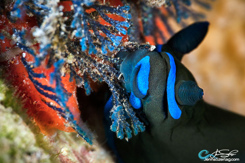 Tambja morosa feeding on blue bryozoan Canon 5DSr 100mm Lens ISO100 1/160 f/20 Maui, HI