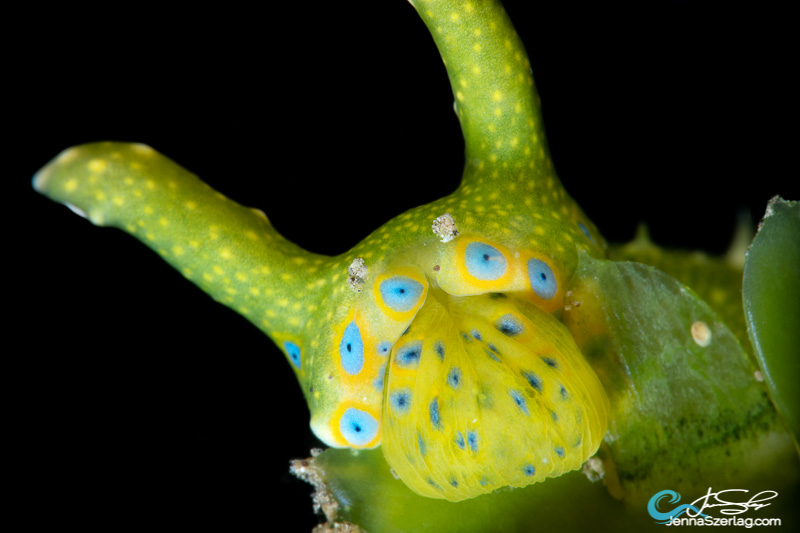 Oxynoe jordani feeds on Caulerpa taxilfolia Canon 5DSr 100mm Lens ISO100 1/250 f/25