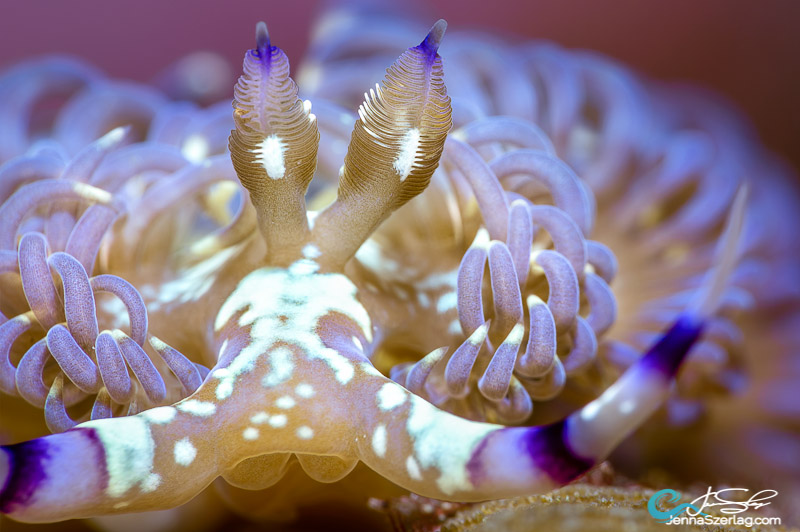 Pteraeolidia semperi “The Blue Dragon” with stinging cerata Canon 5DSr 100mm Lens ISO100 1/200 f/22 Molokini, Maui, HI