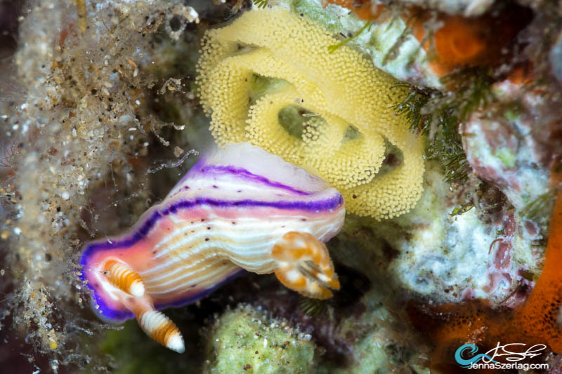 Hypselodoris peasei Canon 5DSr 100mm Lens ISO100 1/200 f/29