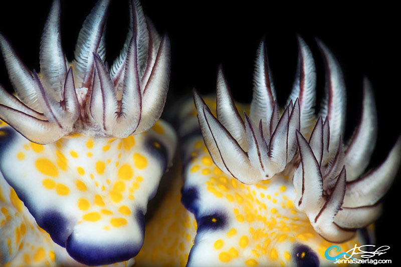 Hypselodoris imperialis Gills Canon 5DSr 100mm Lens 1/250 f/29 ISO100