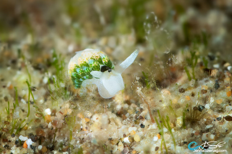 A 2mm Costasiella sp. #1 Canon 5DSr 100mm Lens Nauticam SMC-1 ISO100 1/200 f/29