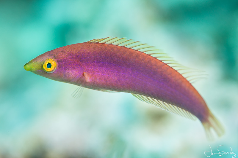 Female Pencil Wrasse. Kona, HI  Canon 5DSr 100mm f/2.8L Macro Lens with Ambient Light, 10ft deep