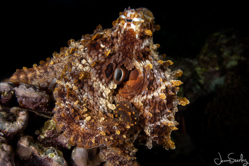 Sony Rx100 Vii Review Underwater Photography Guide Sony Rx100 Vii Review Underwater Photography Guide