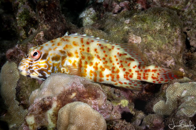 Stocky Hawkfish Sony RX100 VII f/8, 1/500, ISO 100