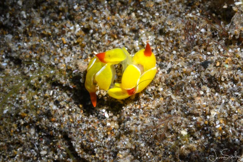 1mm Siphopteron quadrispinosum "Hot Dog" Nudibranch Maui Hawaii. f/20, 1/200, ISO 100