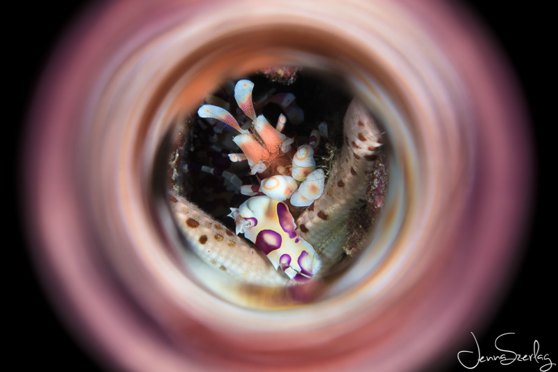 Harlequin Shrimp. Maui, HI. Canon 5DSr EF100mm f/2.8L Macro IS USM w/ Saga Magic Tube. Photo by Jenna Szerlag