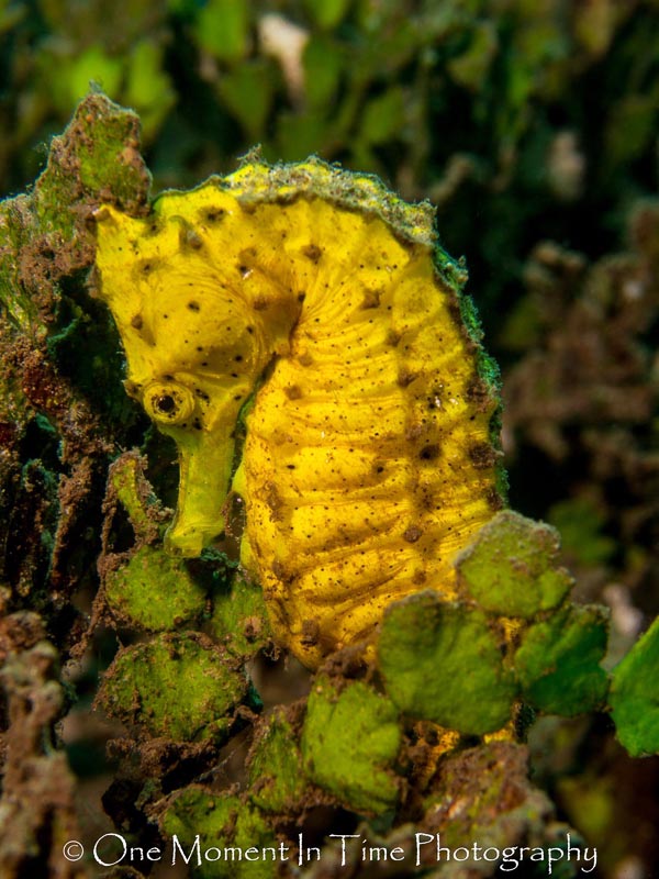 Close Up of a Seahorse. Maui, Hawaii. Olympus PEN E-PM1 with Bluewater Photo +7 Close Up Lens. Photo by Shad Sollars / One Moment In Time Photography