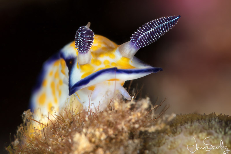 Close Up of an Imperial Nudibranch. Maui, Hawaii Canon 5dSR, EF100mm f/2.8L Macro IS USM Lens with Nauticam SMC-1. Photo by Jenna Szerlag