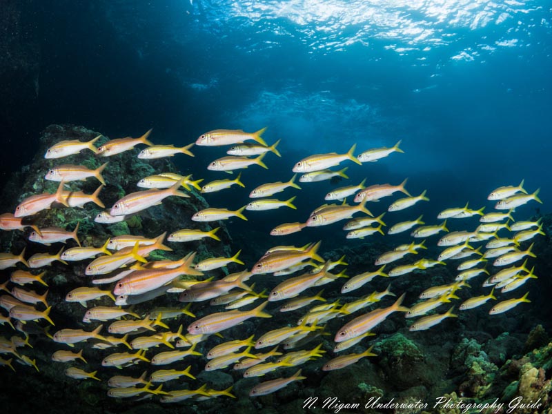 School of Goatfish, Maui Hawaii. Panasonic Lumix G 8mm f/3.5 Fisheye Lens, Ikelite Housing with dual Ikelite Strobes 