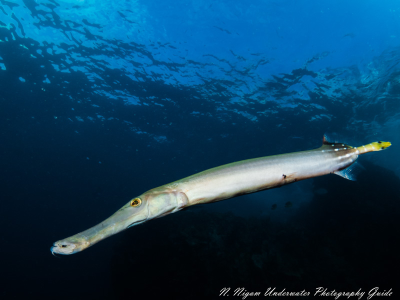 Trumpetfish Maui, Hawaii.  OM-D E-M5 MKIII 8mm Fisheye Lens, Ikelite Housing with dual Ikelite Strobes