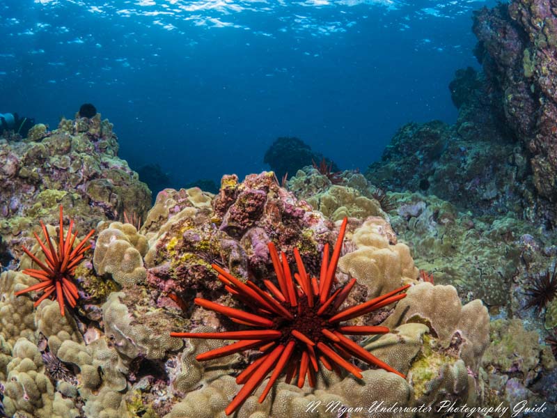 Red Pencil Urchins Maui, Hawaii.  OM-D EM5 MKIII with Panasonic 8mm Fisheye Lens, Ikelite Housing with dual Ikelite Strobes 