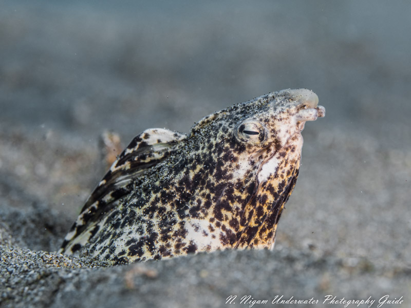 Endemic Freckled Snake Eel, Maui Hawaii.  OM-D E-M5 MKIII with 60mm Macro Lens in Ikelite Housing and dual Ikelite strobes