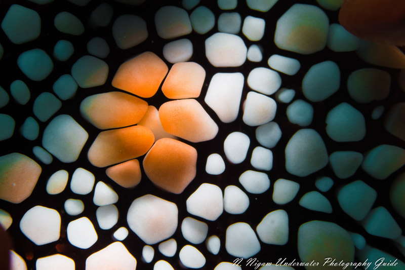 Red Pencil Urchin closeup, Maui Hawaii. f/14, 1/160, ISO 100