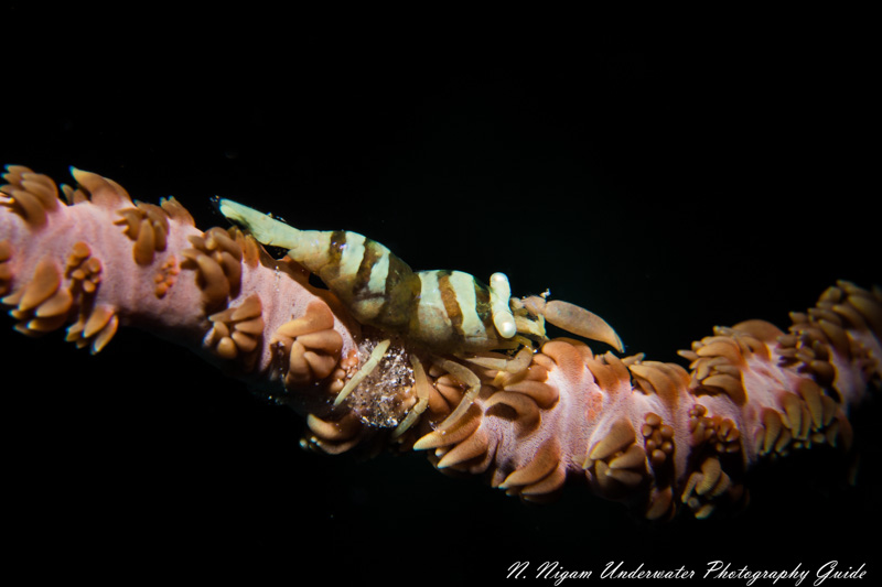 Barred Wire Coral Shrimp Maui Hawaii. f/22, 1/250, ISO 100