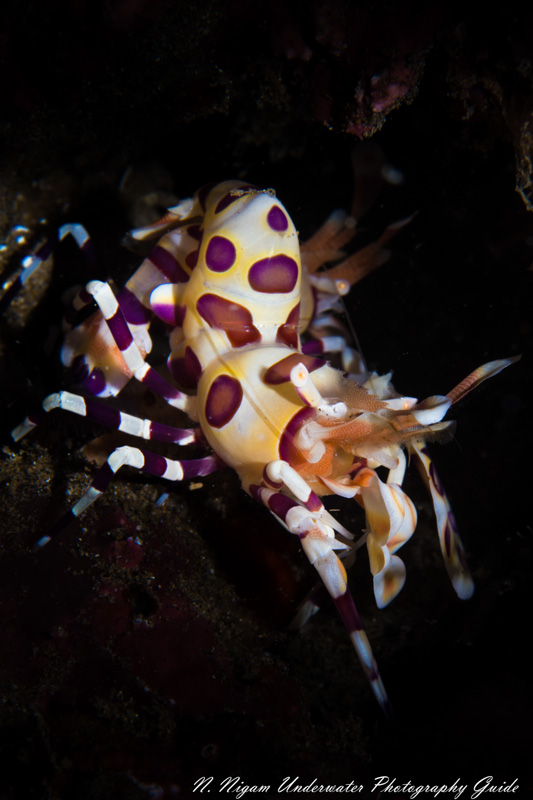 Harlequin Shrimp Maui Hawaii. f/20, 1/200, ISO 100