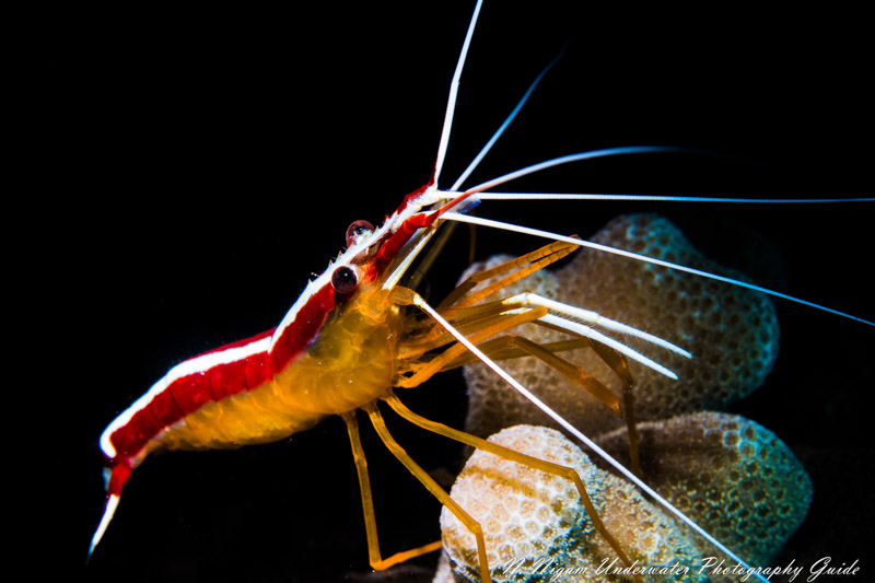 White Stripe Cleaner Shrimp Maui Hawaii. f/20, 1/200, ISO 100