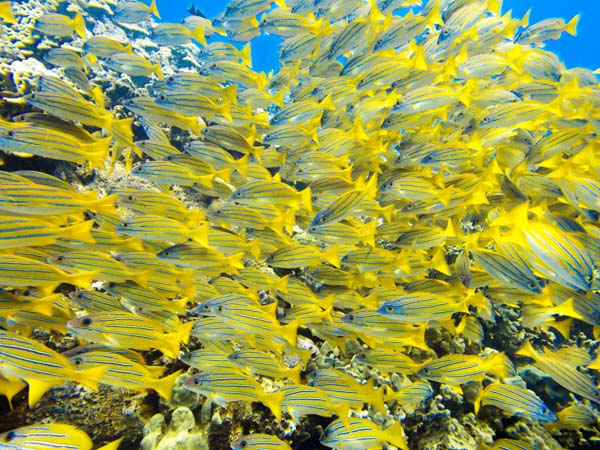 School of Ta’ape Lanai,HI. SeaLife taken with SeaLife Micro 3.0 