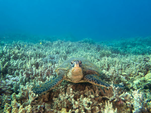 Hawaiian Green Sea Turtle taken with SeaLife Micro 3.0 and two Sea Dragon 2500 Lights