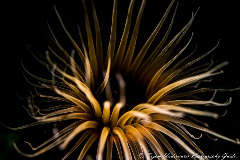 A tube anemone photographed with the Nikon D850, 105 mm macro lens, and ReefNet fiber optic snoot, Santa Cruz Island, CA