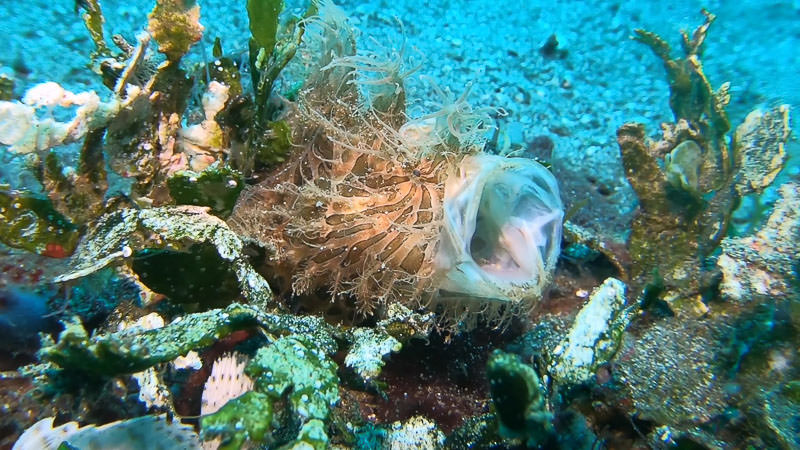 Still image taken from GoPro 7 macro footage of a hairy frogfish yawning