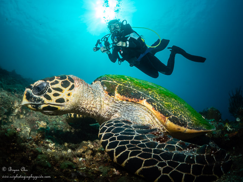 Lisa with her my GoPro macro and light setup, behind a hawksbill turtle