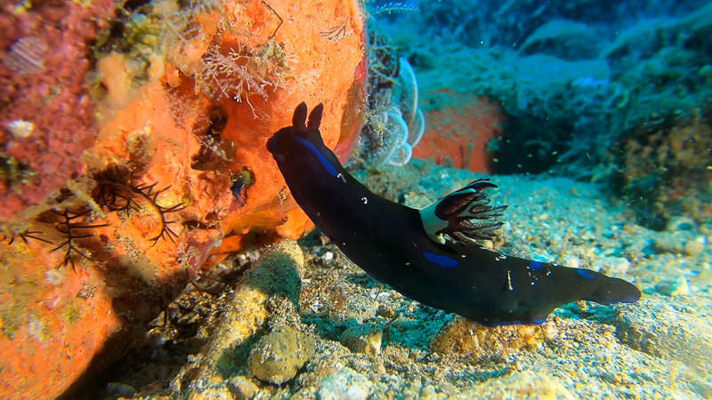 Still frame of nudibranch from gopro using macromate mini