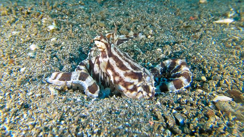 Mimic octopus still frame taken from video footage from Anilao