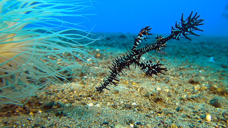 Ornate ghost pipefish close-up, taken using GoPro 7 with macromate flip diopter.