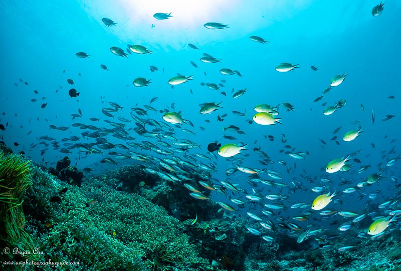 School of colorful fish overtop a reef at Nusa Penida.