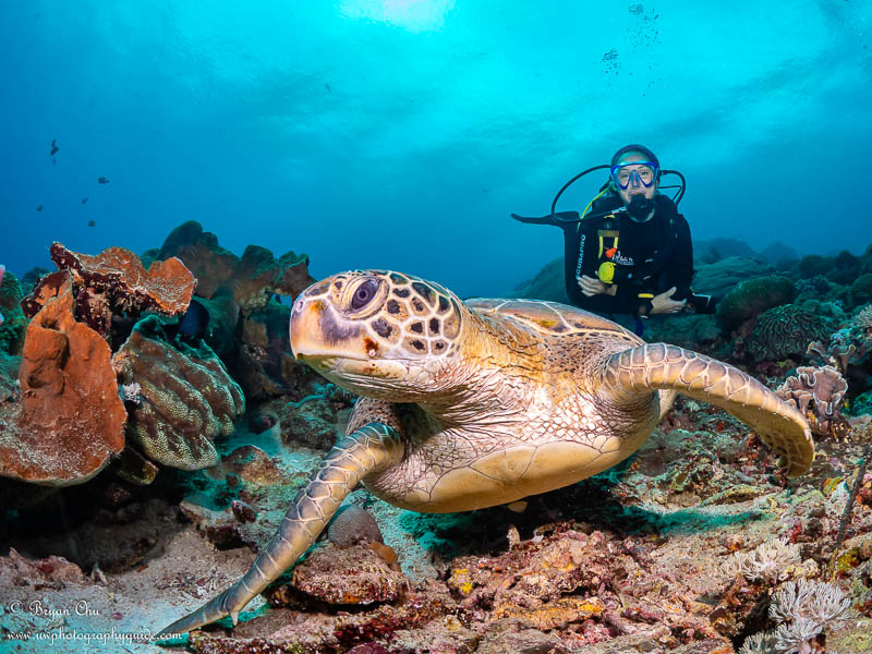 A huge green sea turtle sitting on the coral, with a diver behind.