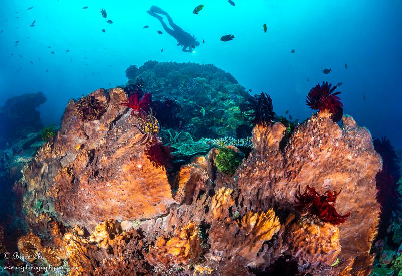 Diver with dive light swimming above large sponge.