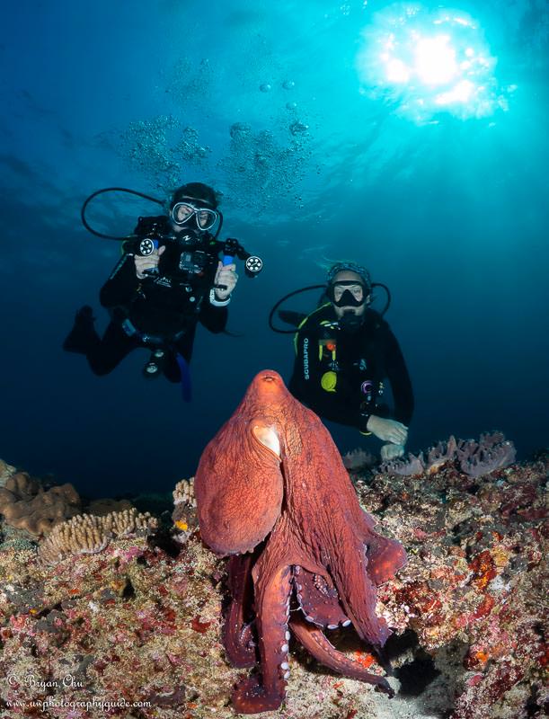 Octopus posing on the rocks with red skin and two divers behind. Manta Bay.
