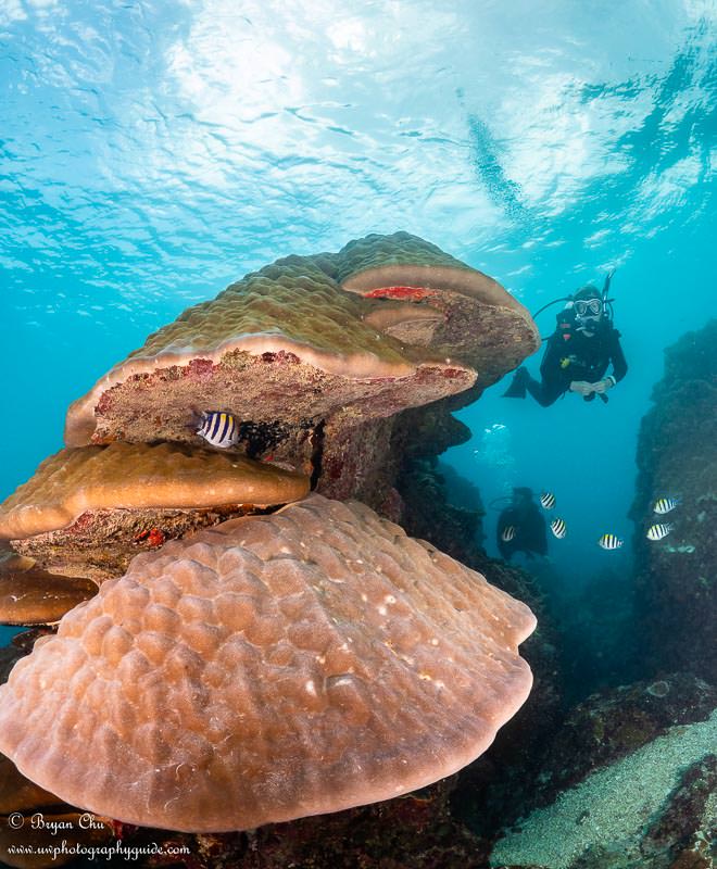 Two divers swimming by some large hard coral structures, with blue water/blue sky overhead.