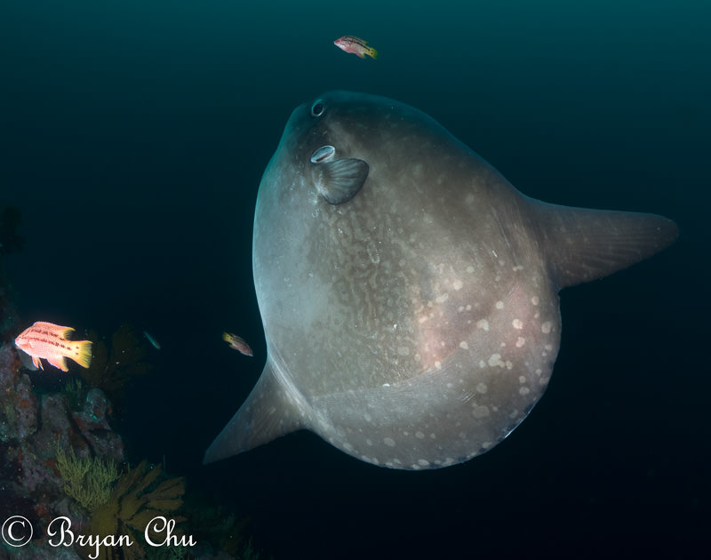 Mola mola or oceanic sunfish in the Galapagos